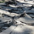 Autonomes Fahren in der Krise